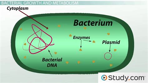bacteria definition science.